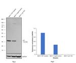 Phospho-p21 (Thr145) Antibody in Western Blot (WB)