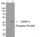 Phospho-C/EBP alpha (Thr230) Polyclonal Antibody