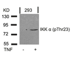 Phospho-IKK alpha (Thr23) Antibody in Western Blot (WB)