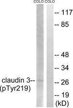 Phospho-Claudin 3 (Tyr219) Polyclonal Antibody