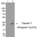 Phospho-Claudin 7 (Tyr210) Polyclonal Antibody