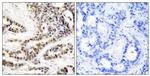 Phospho-CREB (Ser129) Polyclonal Antibody