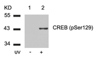 Phospho-CREB (Ser129) Antibody in Western Blot (WB)