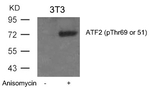 Phospho-ATF2 (Thr51, Thr69) Antibody in Western Blot (WB)
