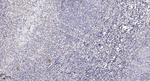 Phospho-DRP1 (Ser637) Antibody in Immunohistochemistry (Paraffin) (IHC (P))