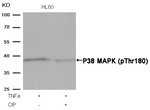 Phospho-p38 MAPK (Thr180) Antibody in Western Blot (WB)