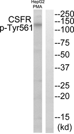 Phospho-CSF1R (Tyr561) Antibody in Western Blot (WB)