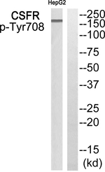 Phospho-CSF1R (Tyr708) Antibody in Western Blot (WB)