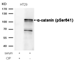 Phospho-alpha Catenin (Ser641) Polyclonal Antibody