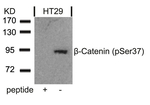 Phospho-beta Catenin (Ser37) Antibody in Western Blot (WB)