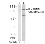 Phospho-beta Catenin (Thr41, Ser45) Antibody in Western Blot (WB)