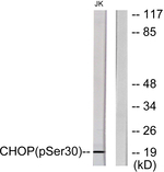 Phospho-CHOP (Ser30) Antibody in Western Blot (WB)