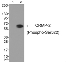 Phospho-CRMP2 (Ser522) Polyclonal Antibody