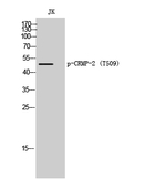 Phospho-CRMP2 (Thr509) Antibody in Western Blot (WB)