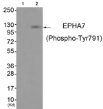 Phospho-EphA7 (Tyr791) Polyclonal Antibody