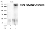 Phospho-ErbB2 (HER-2) (Tyr1221, Tyr1222) Antibody in Western Blot (WB)