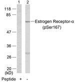 Phospho-Estrogen Receptor alpha (Ser167) Antibody in Western Blot (WB)