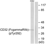 Phospho-FCGR2B (Tyr292) Antibody in Western Blot (WB)