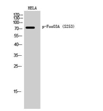 Phospho-FOXO3A (Ser253) Antibody in Western Blot (WB)