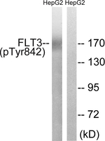 Phospho-FLT3 (Tyr842) Polyclonal Antibody