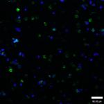 Phospho-GATA1 (Ser142) Polyclonal Antibody