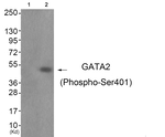 Phospho-GATA2 (Ser401) Polyclonal Antibody