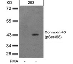 Phospho-Connexin 43 (Ser368) Antibody in Western Blot (WB)