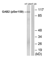Phospho-GAB2 (Ser159) Polyclonal Antibody