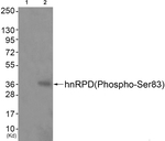 Phospho-hnRNP D (Ser83) Antibody in Western Blot (WB)