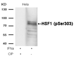 Phospho-HSF1 (Ser303) Antibody in Western Blot (WB)