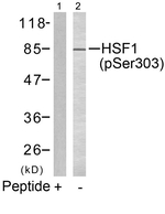 Phospho-HSF1 (Ser303) Antibody in Western Blot (WB)
