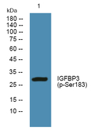 Phospho-IGFBP3 (Ser183) Antibody in Western Blot (WB)