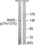 Phospho-INSR (Thr1375) Polyclonal Antibody