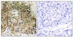 Phospho-ITGB1 (Thr789) Antibody in Immunohistochemistry (Paraffin) (IHC (P))