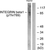 Phospho-ITGB1 (Thr789) Antibody in Western Blot (WB)