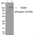 Phospho-ITGB1 (Tyr795) Antibody in Western Blot (WB)