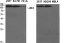 Phospho-JAK1 (Tyr1034) Antibody in Western Blot (WB)