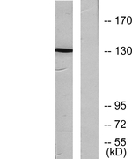 Phospho-JAK1 (Tyr1034) Antibody in Western Blot (WB)
