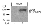 Phospho-JAK2 (Tyr1007) Antibody in Western Blot (WB)