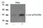 Phospho-c-Jun (Thr239) Antibody in Western Blot (WB)