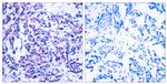 Phospho-JunD (Ser255) Polyclonal Antibody