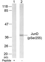 Phospho-JunD (Ser255) Antibody in Western Blot (WB)
