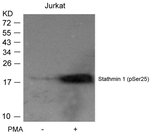 Phospho-Stathmin 1 (Ser25) Antibody in Western Blot (WB)