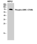 Phospho-LIMK1 (Thr508) Antibody in Western Blot (WB)