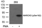 Phospho-MARCKS (Ser162) Antibody in Western Blot (WB)
