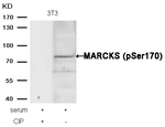 Phospho-MARCKS (Ser170) Antibody in Western Blot (WB)