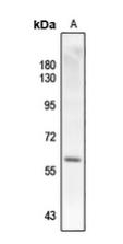 Phospho-SMAD2 (Thr220) Antibody in Western Blot (WB)