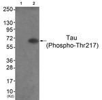 Phospho-Tau (Thr217) Antibody in Western Blot (WB)