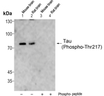 Phospho-Tau (Thr217) Antibody in Western Blot (WB)