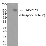 Phospho-MEKK1 (Thr1400) Antibody in Western Blot (WB)